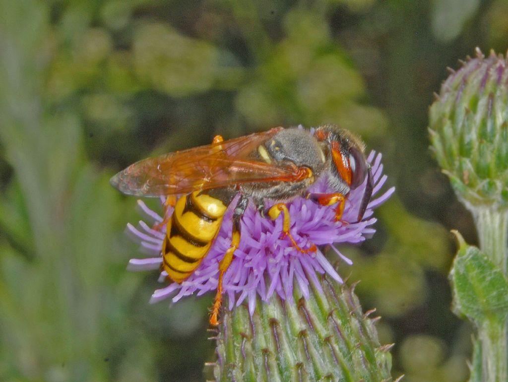 Crabronidae: Philanthus triangulum, femmina